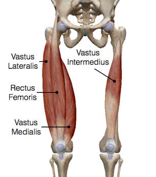 Quadriceps Muscles Anatomy | TARGETING INNER/OUTER QUADS | Possible or MYTH?