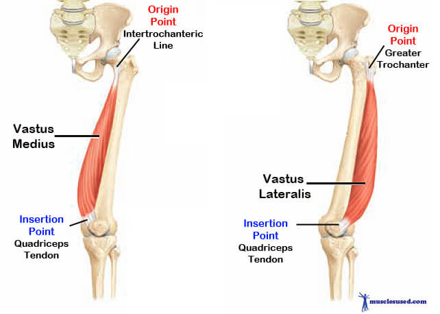 Vastus Medialis & Vastus Lateralis | TARGETING INNER/OUTER QUADS | Possible or MYTH?