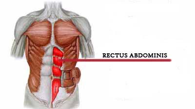 Rectus Abdominis | ABS vs CORE - Difference? | Do Squats & Deadlifts build a Six Pack? | Abs vs Core Training 
