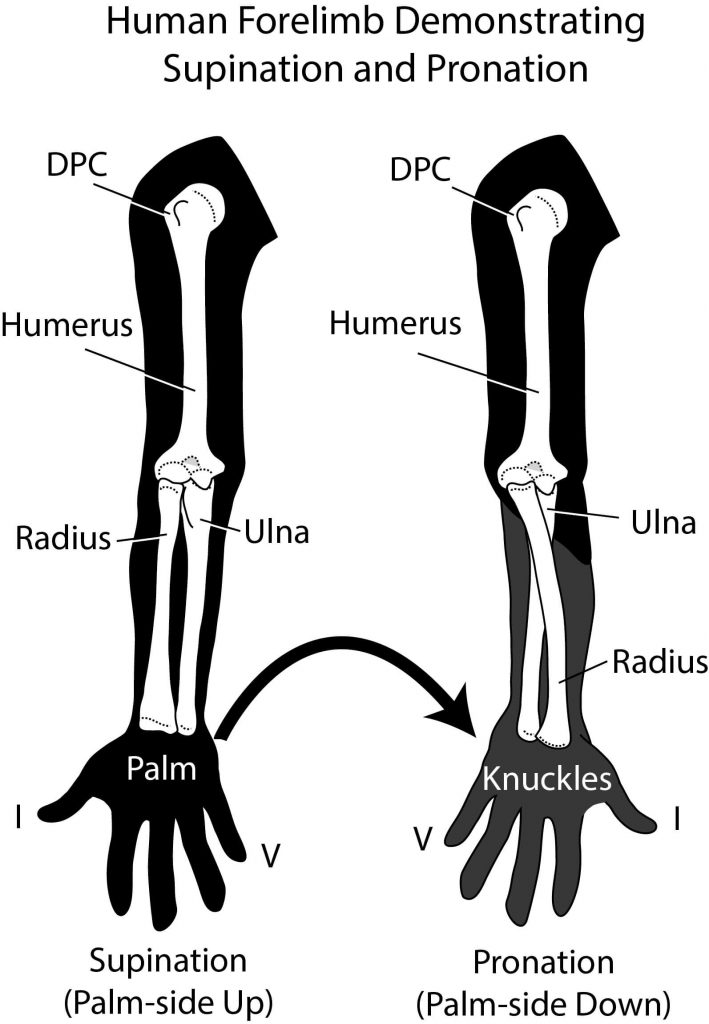 Supination and Pronation | OVERHAND vs UNDERHAND Tricep Extensions | What's better?